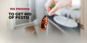 Common Household Pests & How to Get Rid of Them