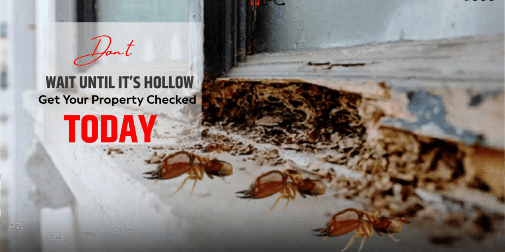 Termite Pest Control Service