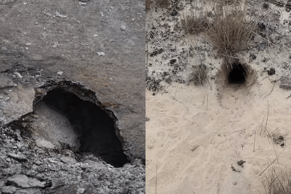 Snake Hole or Rodent Hole How to Identify Burrows in Your Garden and Protect Your Property