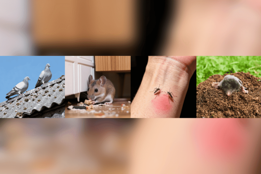 Home Pest Repellers Gain Momentum as Retailers Explore Safer, Chemical-Free Pest Control Solutions